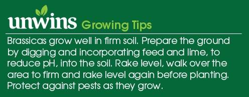 Cauliflower All the Year Round Seeds Unwins Growing Tips